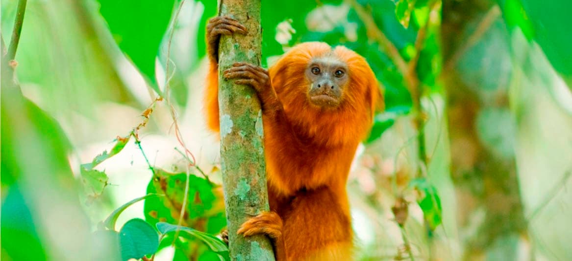 Dia Internacional da Biodiversidade