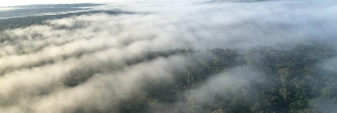 Dia da Amazônia