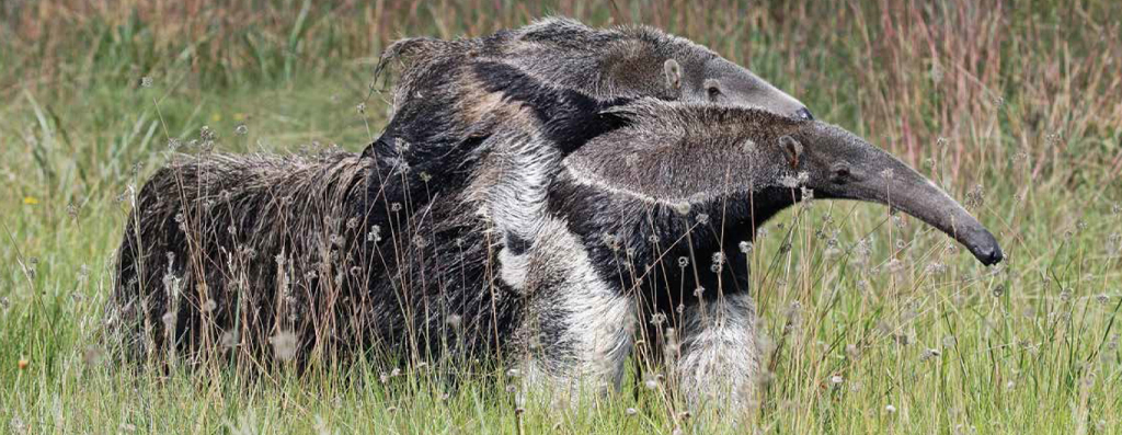 Dia da Mata Atlântica