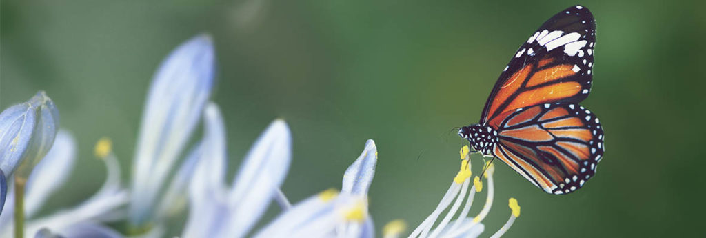 Dia da Natureza: veja 10 atitudes para ajudar o meio ambiente todos os dias