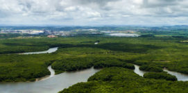 dia da amazônia